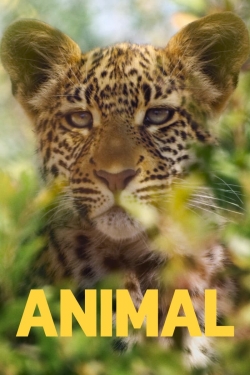 Animal-watch